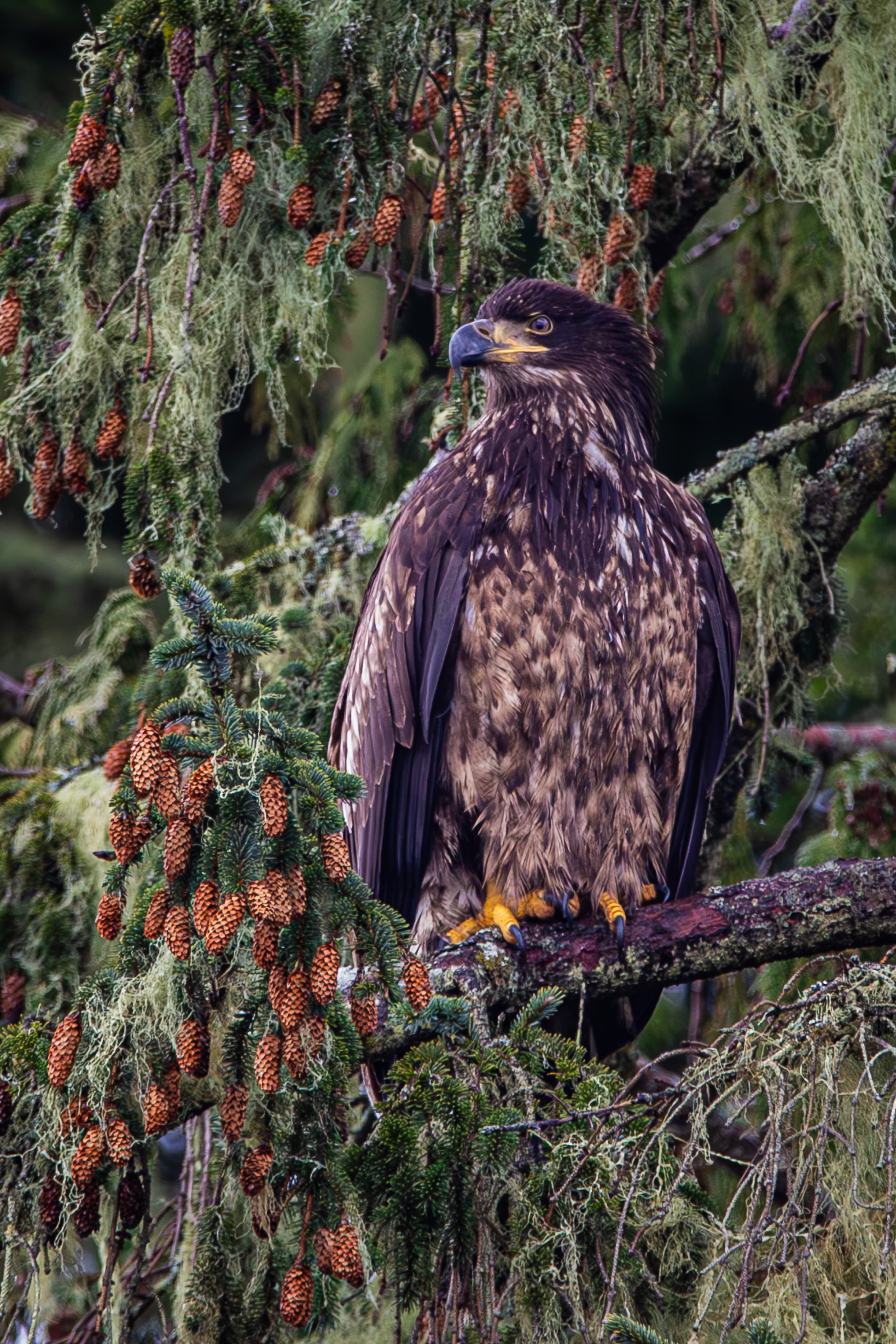A young Bald Eagle perches atop evergreens